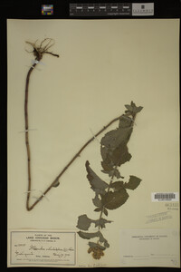 Image Associated With the Occurrence