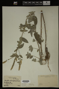 Image Associated With the Occurrence