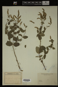 Image Associated With the Occurrence