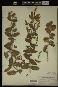 Image Associated With the Occurrence