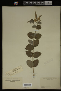 Image Associated With the Occurrence