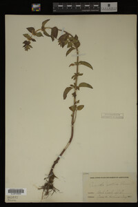 Image Associated With the Occurrence