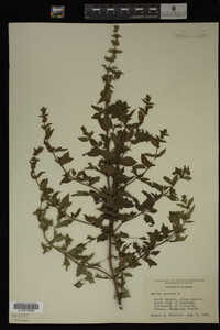 Image Associated With the Occurrence