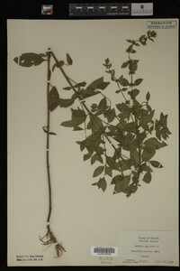 Image Associated With the Occurrence