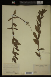 Image Associated With the Occurrence