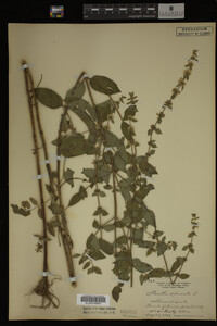 Image Associated With the Occurrence