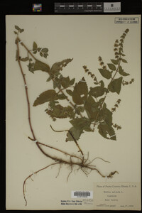 Image Associated With the Occurrence