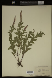 Image Associated With the Occurrence