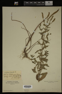 Image Associated With the Occurrence