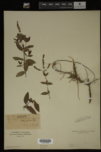 Image Associated With the Occurrence