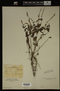 Image Associated With the Occurrence