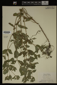 Image Associated With the Occurrence