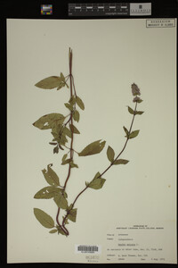 Image Associated With the Occurrence