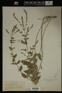 Image Associated With the Occurrence