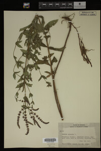 Image Associated With the Occurrence