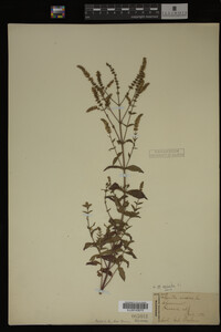 Image Associated With the Occurrence