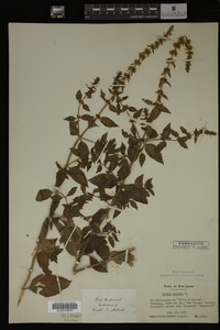 Mentha spicata image