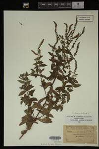 Image Associated With the Occurrence