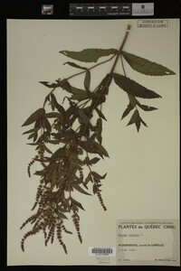 Image Associated With the Occurrence