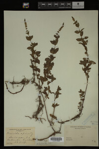 Image Associated With the Occurrence