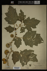 Image Associated With the Occurrence