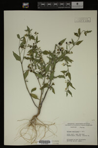 Image Associated With the Occurrence