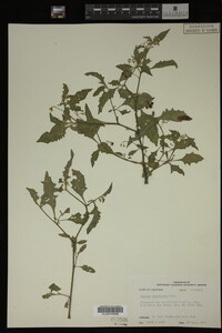Image Associated With the Occurrence