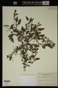 Image Associated With the Occurrence