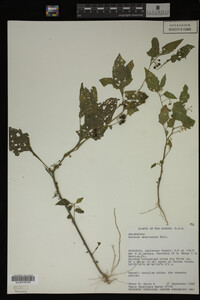 Image Associated With the Occurrence