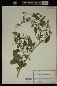 Image Associated With the Occurrence