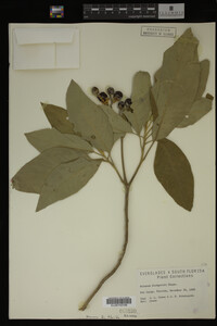 Image Associated With the Occurrence