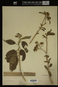 Image Associated With the Occurrence