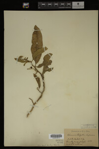 Image Associated With the Occurrence