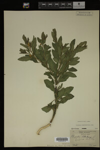 Image Associated With the Occurrence
