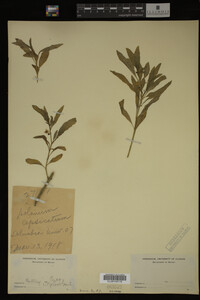 Image Associated With the Occurrence