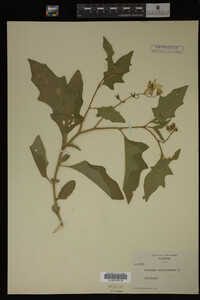 Image Associated With the Occurrence