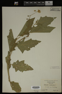 Image Associated With the Occurrence