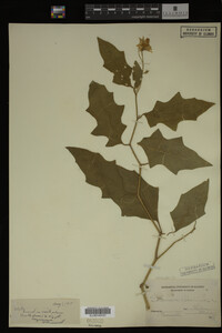 Image Associated With the Occurrence