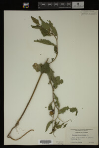 Image Associated With the Occurrence