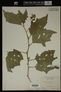 Image Associated With the Occurrence
