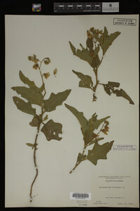Image Associated With the Occurrence