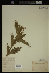 Image Associated With the Occurrence