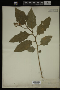 Image Associated With the Occurrence