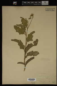 Image Associated With the Occurrence