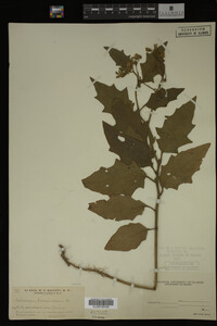Image Associated With the Occurrence