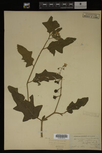 Image Associated With the Occurrence