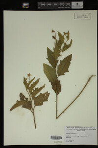 Image Associated With the Occurrence