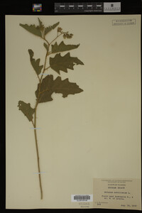 Image Associated With the Occurrence