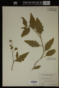 Image Associated With the Occurrence