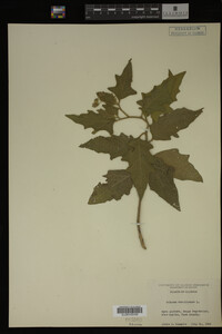 Image Associated With the Occurrence